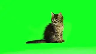cute kitten green screen | green screen 