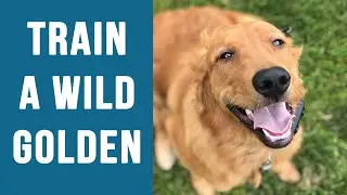 Golden Retriever With High-Energy Gets Basic Obedience Training