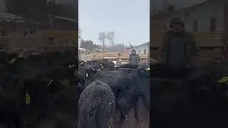 АБЕРДИН АНГУС ТОРПОКТОРУ ОШКО САТЫЛДЫ!! ЗАКАЗ МН АЛЫП КЕЛИП БЕРЕБИЗ