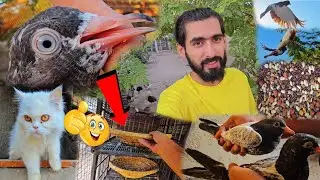 Bohat Pyara Pair Aj Sawat Ja Raha Ha #ZahidZHB 💪🦩😍🕊🦜🪿🐑🐓🦚🐈‍⬛🐦‍⬛😂 #ZahidZHB