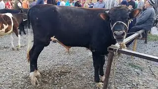 ЧУЗИ ШАХРИНАВ НАРХИ БУКА БУКАЧА ГНАЧИН 2 июля 2021