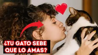 8 Secrets to Let Your Cat Know You Love Him (In His Language!)