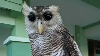 BURUNG HANTU TERBESAR DI DUNIA