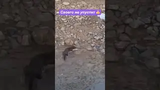 поединок норка и щука #рыбалка #норка #щука