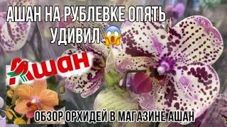 Обзор орхидей в магазине Ашан || Рублевка опять удивляет 👏😱 || Накупил не орхидей 😁