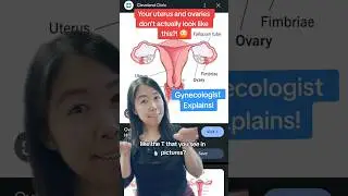 WHAT do your uterus and ovaries ACTUALLY look like!? Gynecologist Explains!