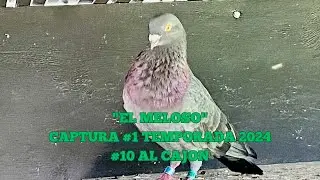 El meloso captura#1 temporada 2024,  día 2/17/24