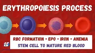 Erythropoiesis: How Red Blood Cells Are Made Step by Step