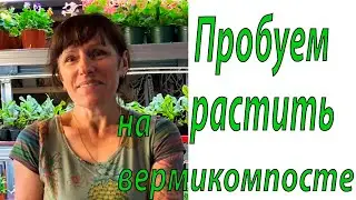 Вермикомпост для микрозелени.