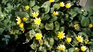 Весенние цветочки