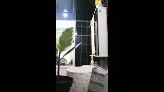 Фикус эластичный. Посадка, полив, уход.