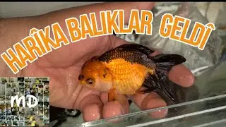 AKVARYUMUN  EN GÜZEL BALIKLARI GELDİİİ