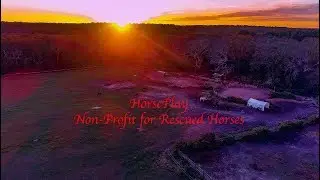 Nameless and One Ride Away from Slaughter, these Horses Found a Home and Filmed with a UAV, Drone,.