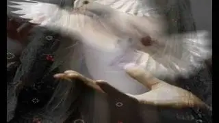 Андрей Бандера Горлинка