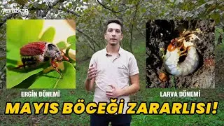 Mayıs Böceği Zararlısı ve Mücadele Yöntemleri