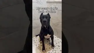Does your dog enjoy baths? 🧼🐾🧡 #rescuedogs #dogsofyoutube #boerboel #asmr #dogbath