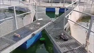Аэрлифт, или как понизить температуру воды в садках с форелью?