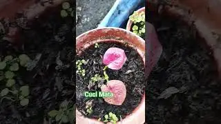Cuci Mata