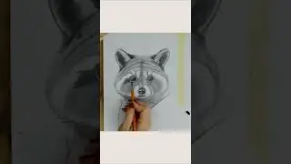 Рисунок енота 