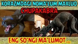 ХОРАЗМДА ПАЙДО БЎЛГАН МАХЛУҚ ҲАҚИДА МАЪЛУМОТ... | XORAZMDA NOMA'LUM MAXLUQ (CHUPAKABRA)...