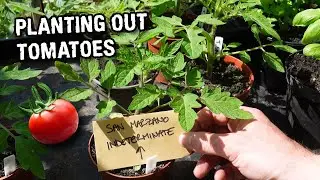 First time planting out tomatoes - San Marzano, Moneymaker and more!