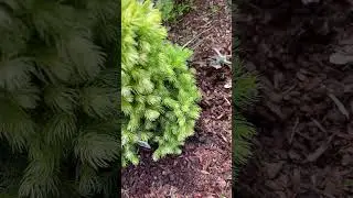 КАКУЮ МУЛЬЧУ ИСПОЛЬЗУЮ