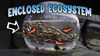 Enclosed Shrimp Ecosystem Review | A Self-Sustaining Ecosphere!