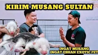 KIRIM MUSANG SULTAN ❗❗