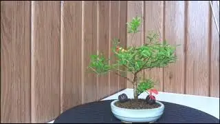 Бонсай Гранат