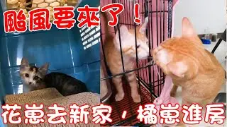 貓咪小短篇-颱風天前送花崽去新家，橘崽進房陪辛巴