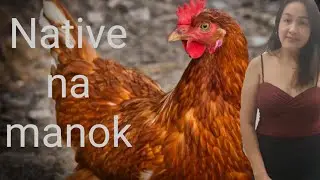 Easy butcher native chicken