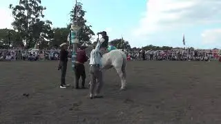 Ruedo Clina Limpia Festival de los Jinetes Sauceños 2023