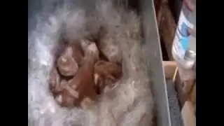 Baby bunny results of Breeding Red Charlie to a solid Red New Zealand 1/14/14