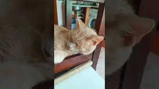 Странное место для сна 🐱🐱🐱