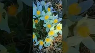 И нежна, и светла ...  #певицаАлинаГерц #романс #березкавальс #красивыепесни #folksong #березка