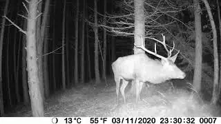 Cervo maschio in primo piano - Cervus elaphus 