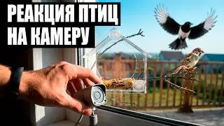 КОРМУШКА ДЛЯ ПТИЦ НЕ СКРЫТОГО НАБЛЮДЕНИЯ. КАК ПЕРНАТЫЕ ОТРЕАГИРУЮТ НА КАМЕРУ.