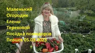 Маленький Огородик Елены Тереховой -  Посадка помидоров и Перцев 05.03.2023