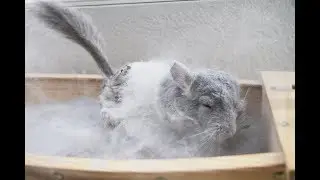 The Ultimate Chinchilla Dust Bath Compilation!