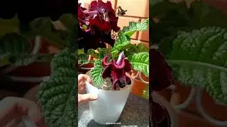 Стрептокарпус DS 1755