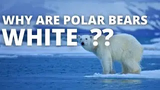 WHY ARE POLAR BARES WHITE ???