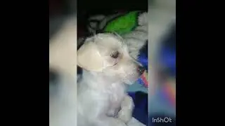 fluffy again