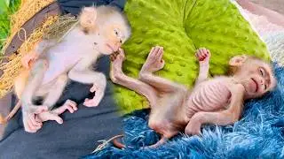 Sleep quietly during afternoon nap 😴 | Cuddle and rest before bedtime 🌙
