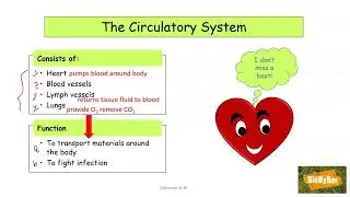 L.C. Biology Organ System