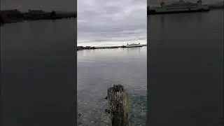 Port Townsend Shoreline and Seagulls