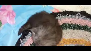Пушистики едят. Одному любопытно, что творится вокруг)) 💖