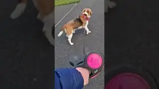 Walking with beagles🤣 #beaglelife #cantwalkmydog #beagle #funnydogs #dogvideo #dogwalk  #beagletales