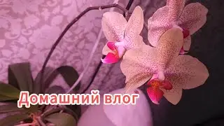 Домашние дела/Варю варенье/Пересадила орхидеи/Сломалась микроволновка.