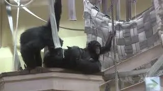 チンパンジー三姉妹と母 52 Three chimp sisters＆mom  Yotsuba age1 & Twins age5