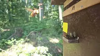 Hornissen im Anflug
